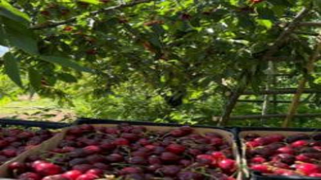 Fiyatlar geçen yıla göre düştü! Hasat başladı