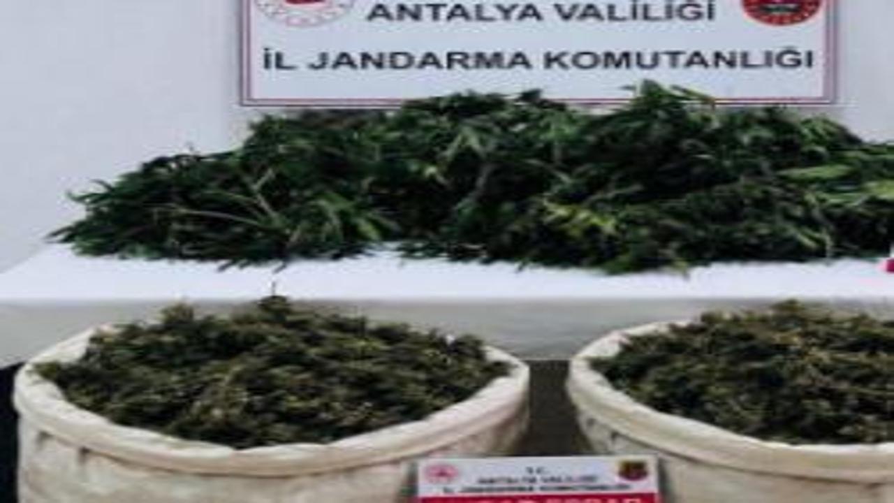 Antalya'da zehir tarlasına jandarma darbesi: Kilolarca esrar ele geçirildi!