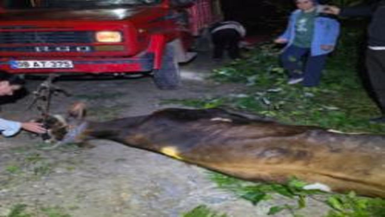 Artvin’de uçuruma yuvarlanan inek ekiplerin çabasıyla kurtarıldı