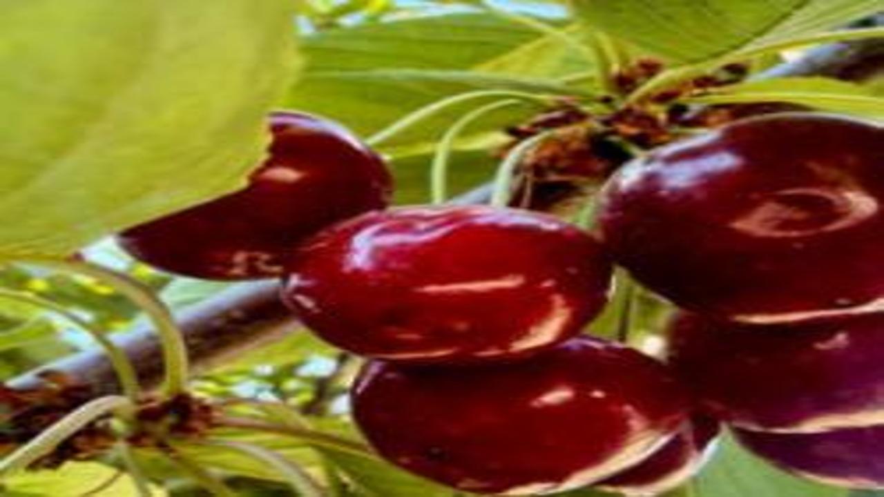 Hasat başladı! Dünyaca ünlü, kilosu 60 TL
