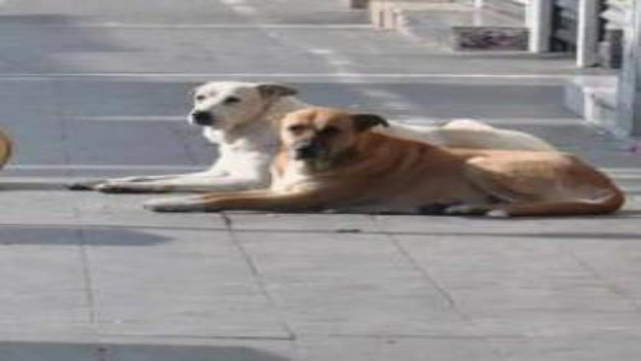 Vali duyurdu! 52 bin sahipsiz köpek toplatıldı