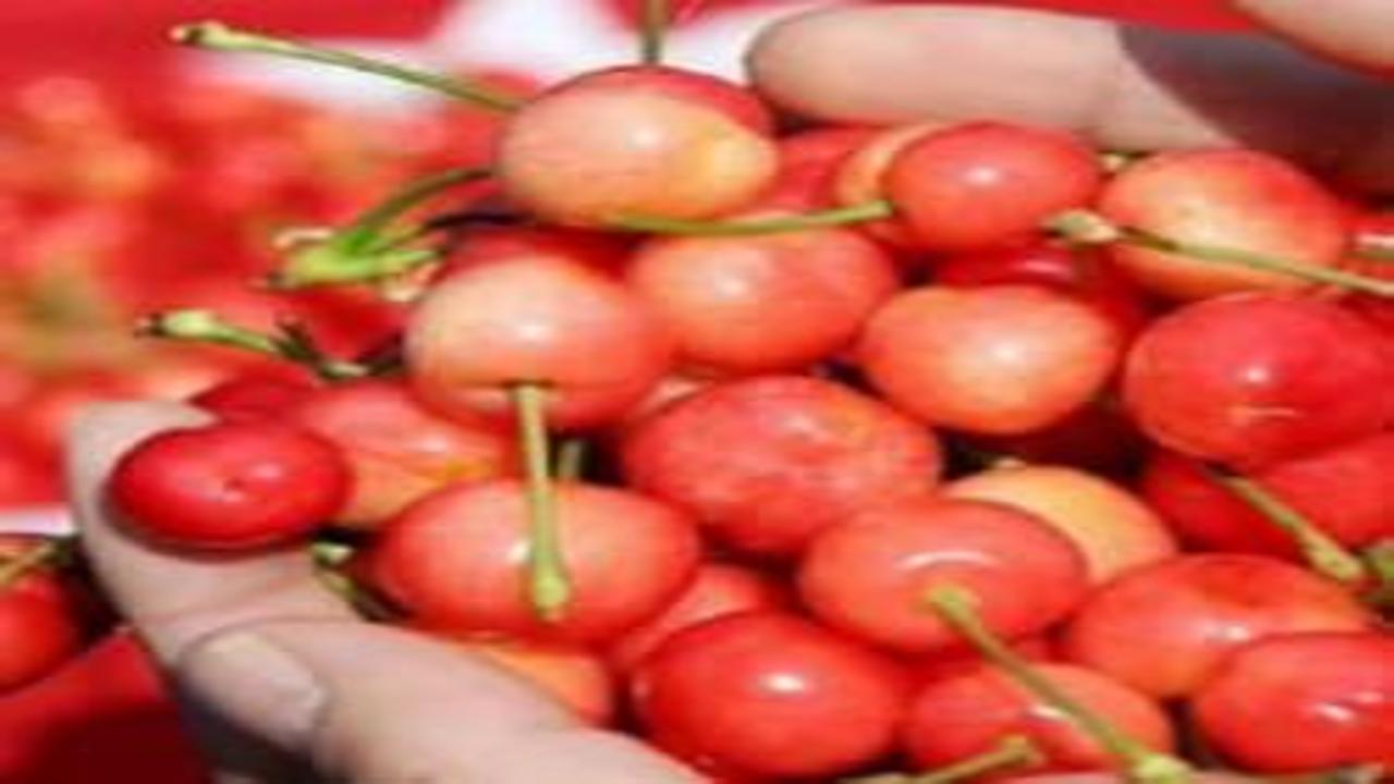 Yediği kiraz sonu oldu! Korkunç şüphe