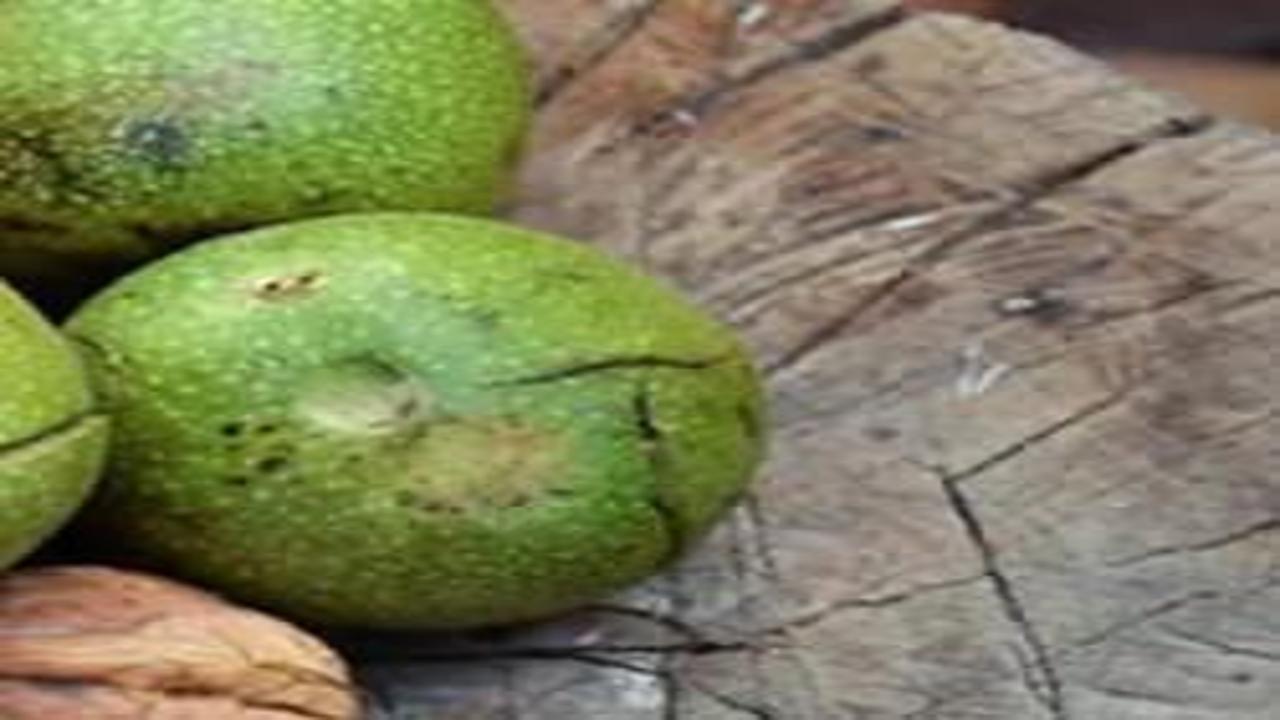 Yiyenler yaşadı: Damarlarınızı temizliyor! Kötü kolesterolü düşürüyor