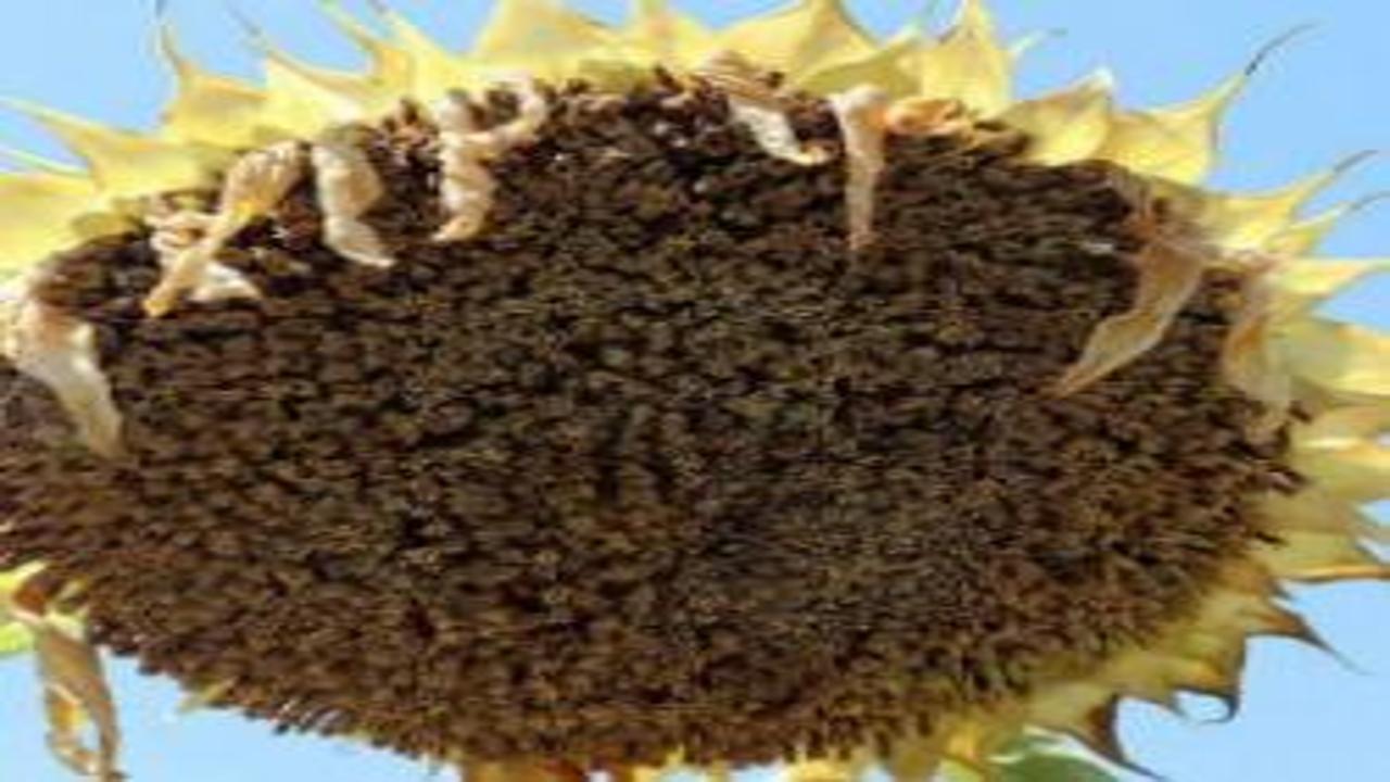 Trakya'da ayçiçeğinde gözler hasat dönemine çevrildi