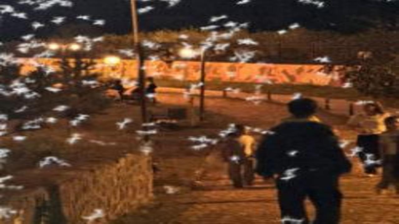 Gökyüzünü bir anda kapladı! 'Ölüm dansı' başladı, yarım saat sonra ölüyorlar!
