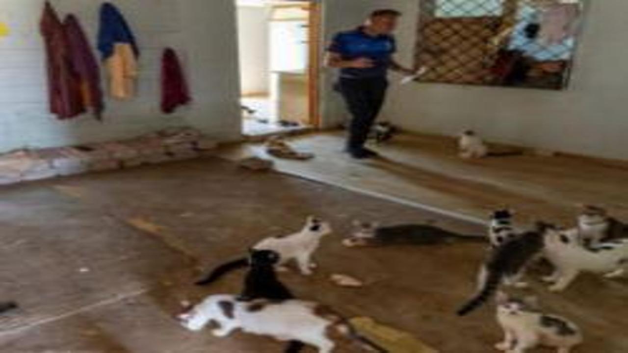 'Çöp ev' ihbarına giden ekipler adreste 100 kedi buldu