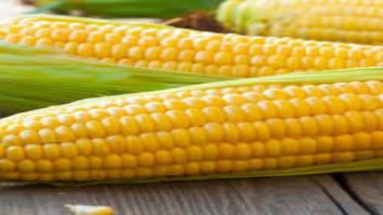 Mısır fiyatları son 3 yılın zirvesinde! El Nino etkisini gösterdi