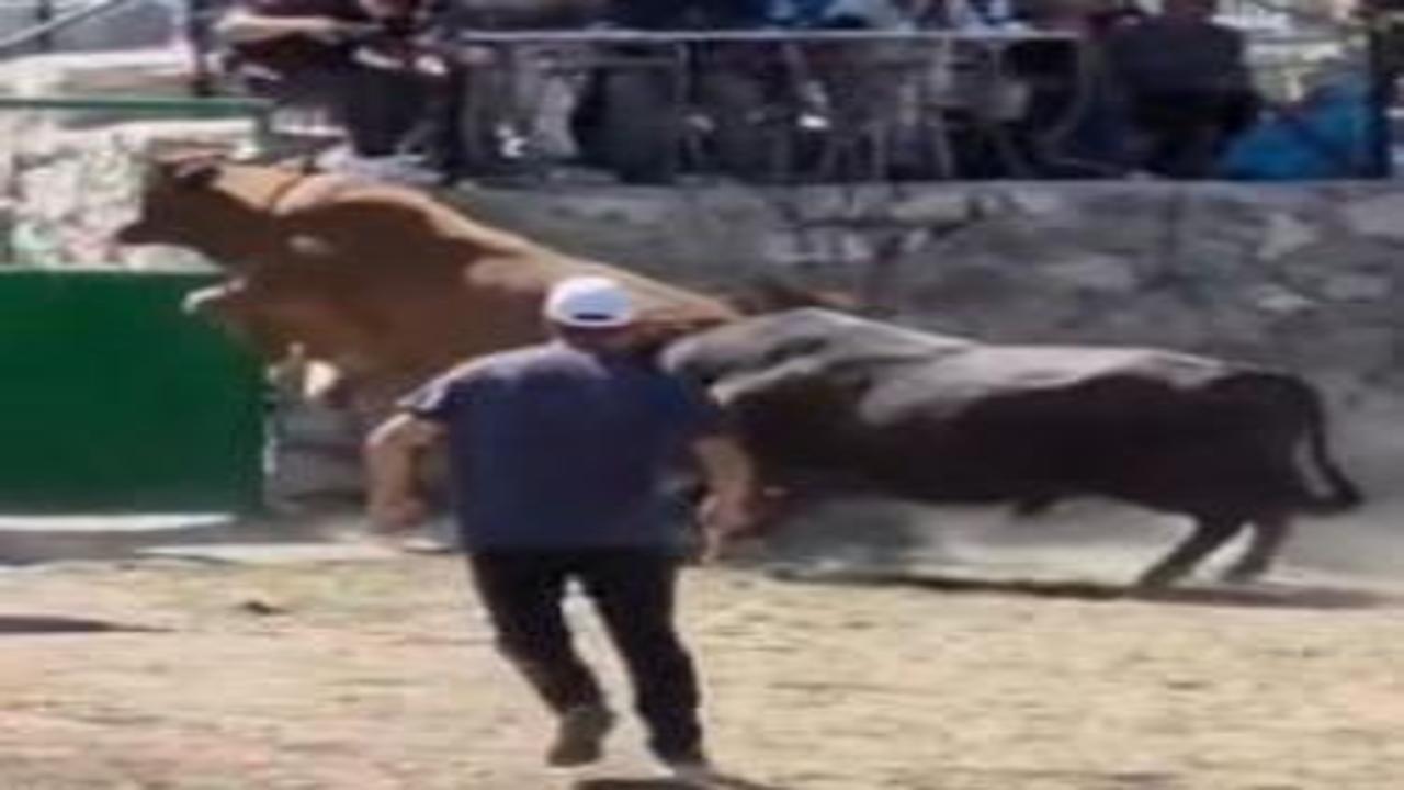 Artvin'de güreşten kaçan boğa, demir kapıdaki boşluktan arenanın dışına atladı