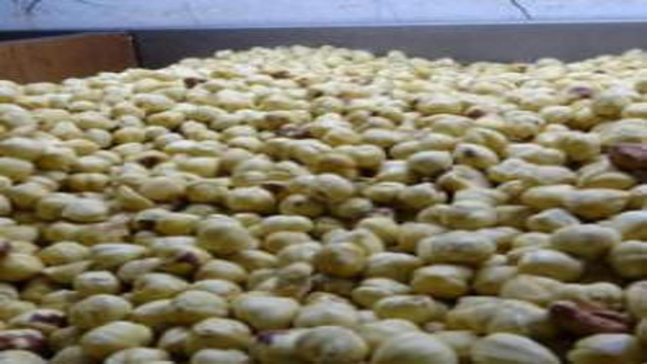 Hasadı tamamlandı, paketleme başladı: Yüzde 200 kazandırıyor!