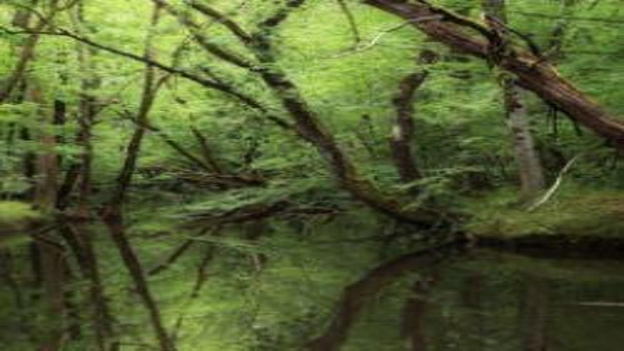 Karadeniz’in kıyısında doğayla baş başa bir rota: İğneada Longoz Ormanları Milli Parkı