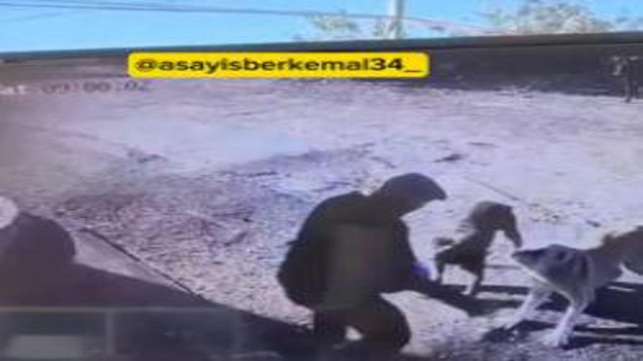 Kemerburgaz'da yaşlı adam köpeklerin saldırısına uğradı