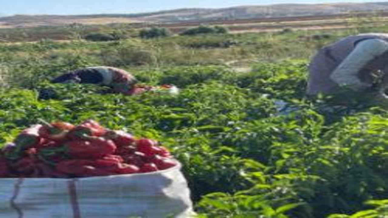 Kış hazırlığı başladı! Şehirde tezgahlar doldu: Vatandaş çuvalla satın alıyor