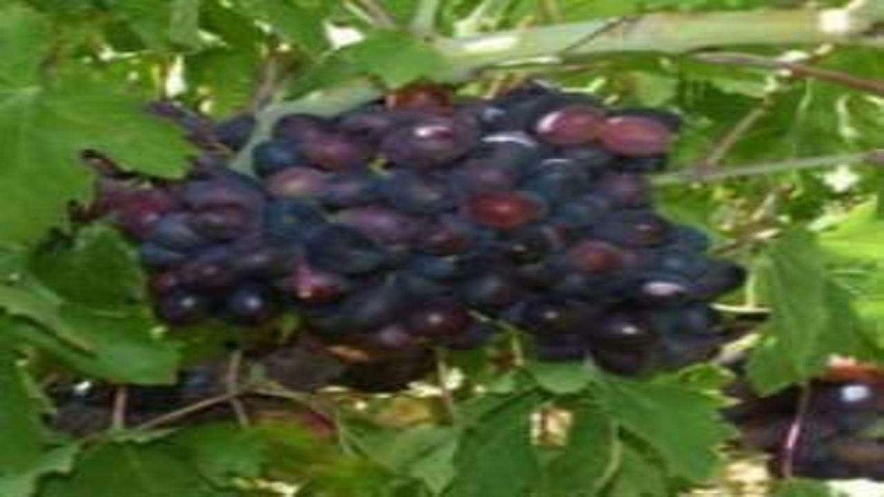 Tarlada 60, markette 200 lira! Kavacık üzümünde üretici dertli!