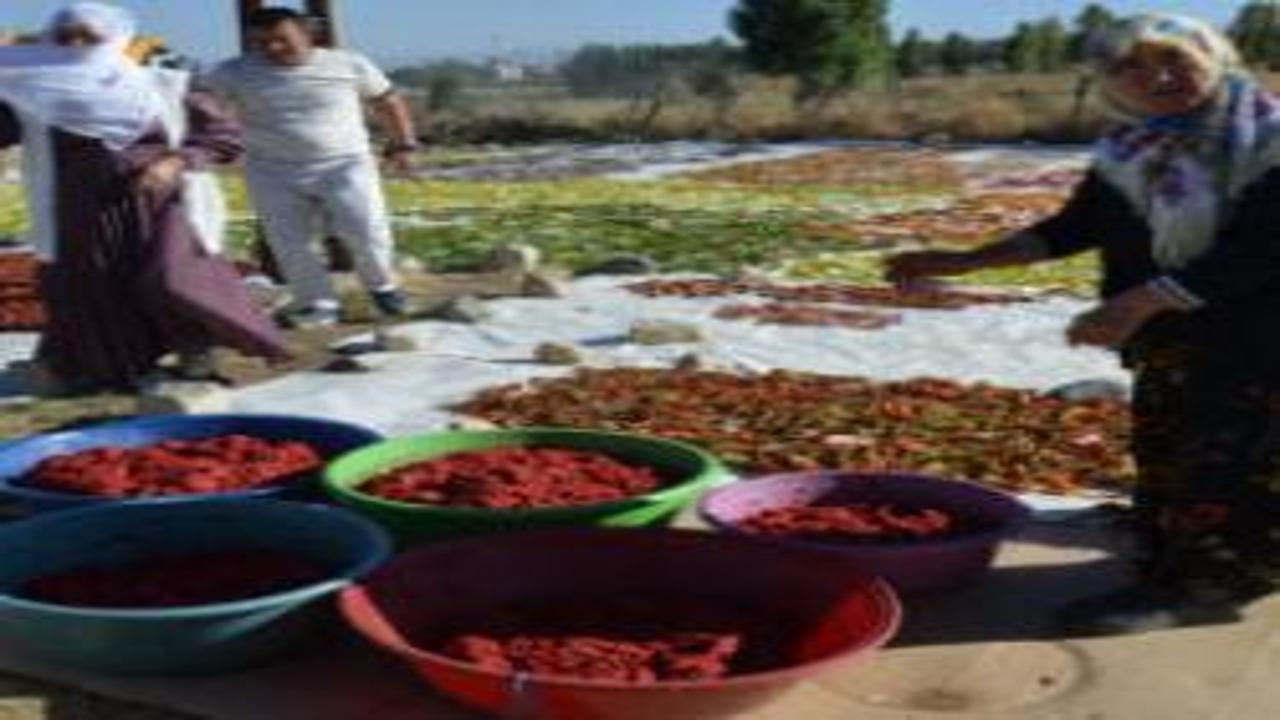 Bölgede rakibi yok! Kış sofralarının vazgeçilmezi: 25 dönümlük tarladan Avrupa'ya gidiyor