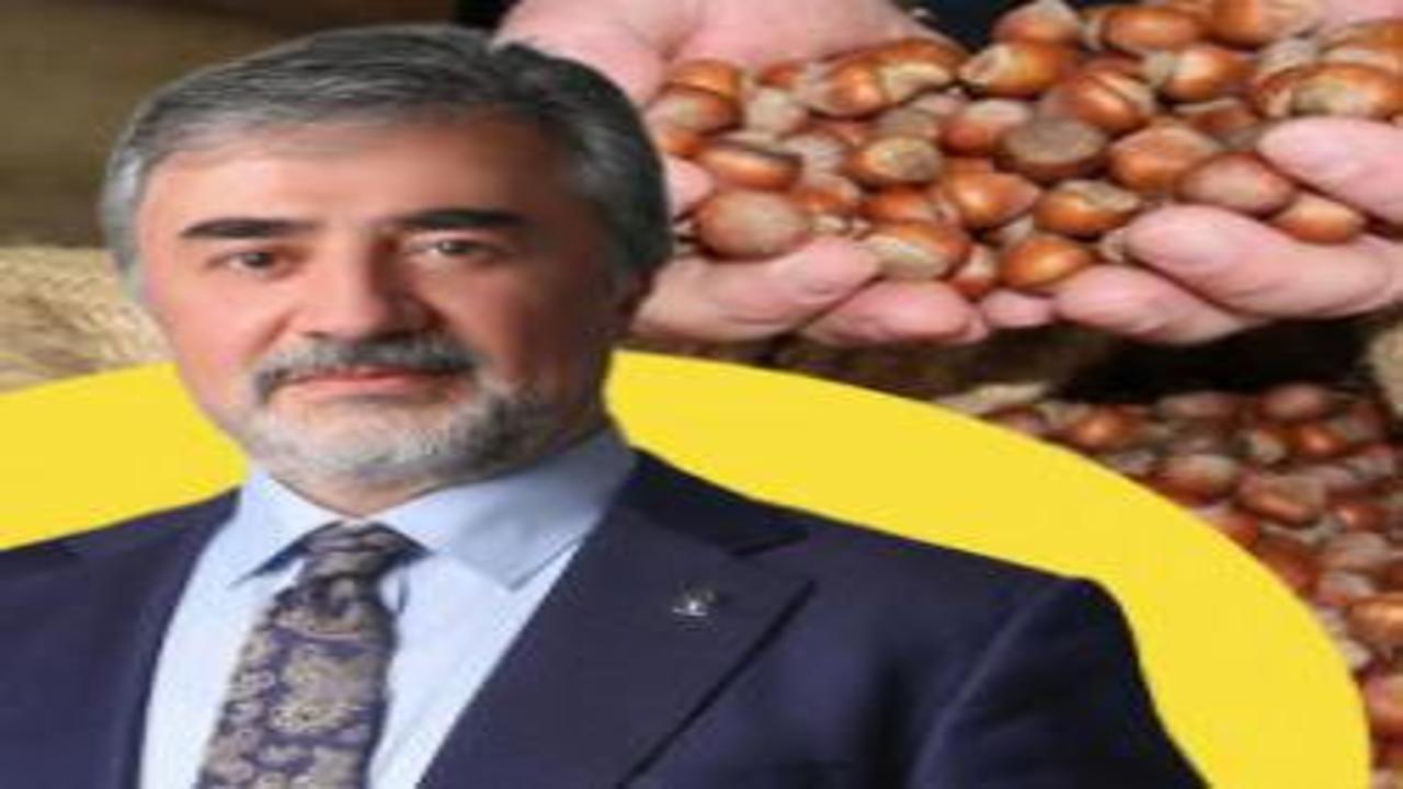 AK Partili Hamarat'tan fındık tüccarlarına çağrı: Üreticinin emeğini gözetin