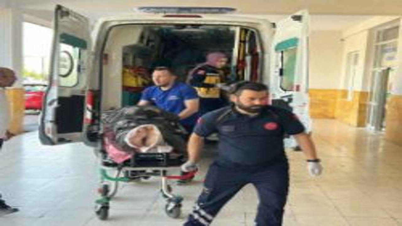 Ayı saldırısına uğrayan çoban yaralandı