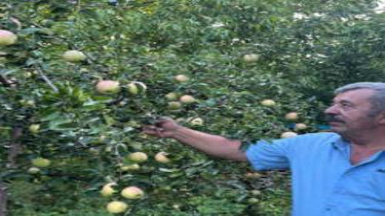 Dünyada sadece Sivas’ta yetişiyor: Bu elma dalından koparıldıktan sonra 6 ay dayanıyor
