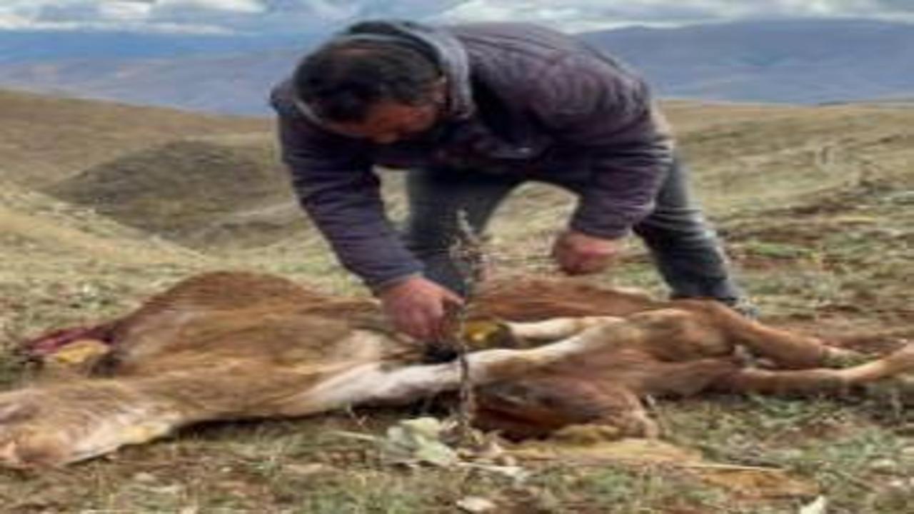 Erzincan'da besiciyi şoke eden manzara: Buzağılarını parçalanmış halde buldu
