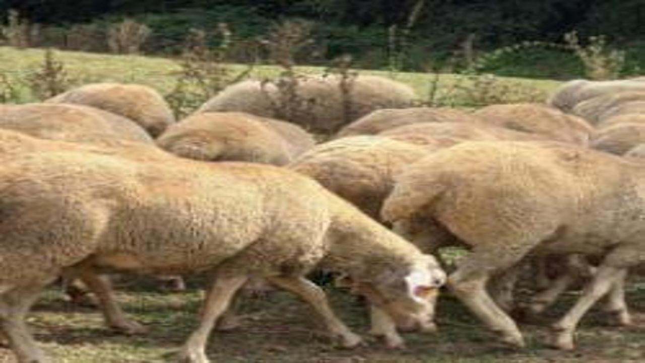 Kırsalda bereket, küçükbaşa destek