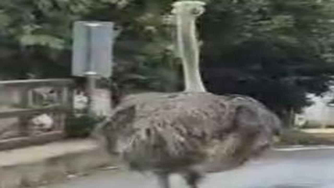 Şile'de hayvanat bahçesinden kaçan deve kuşu ortalığı birbirine kattı