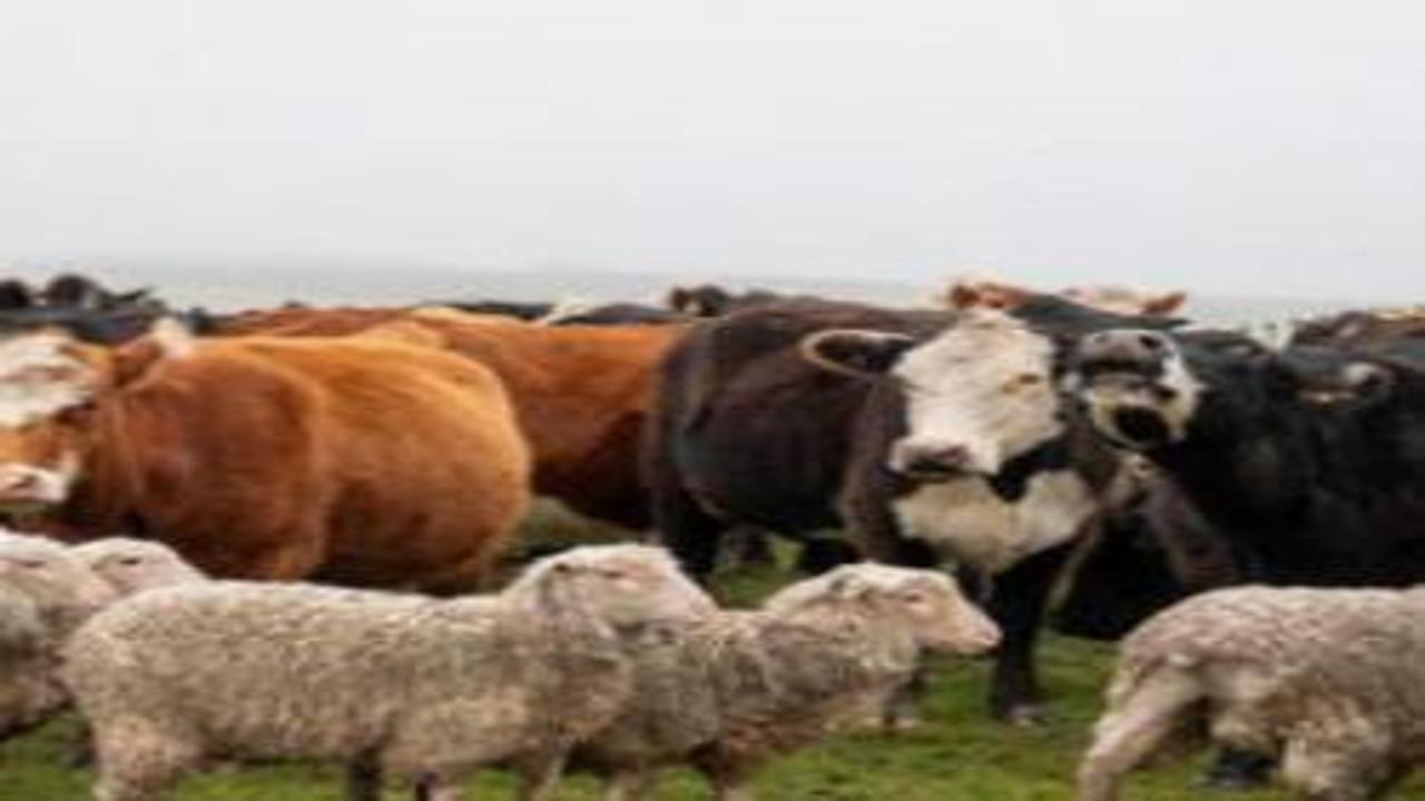 Türkiye hayvan varlığında Avrupa’yı solladı!