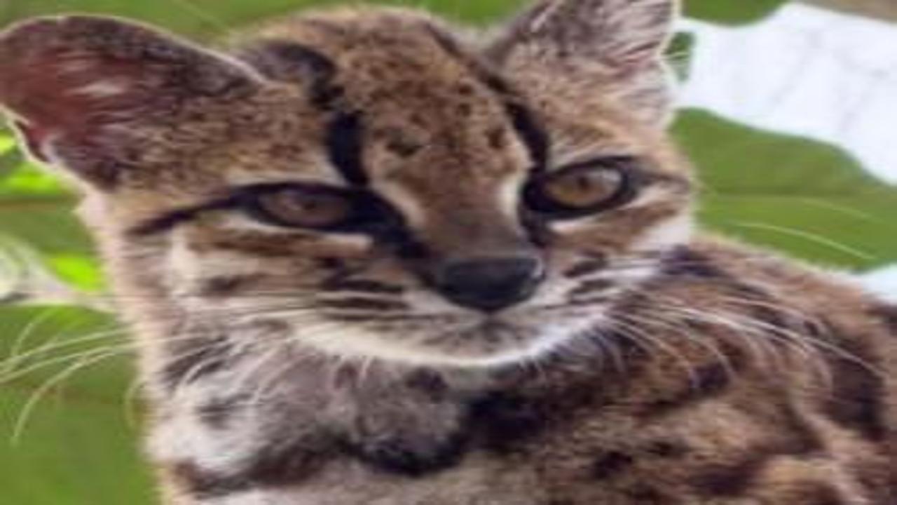 Yeni bir kedi türü keşfedildi