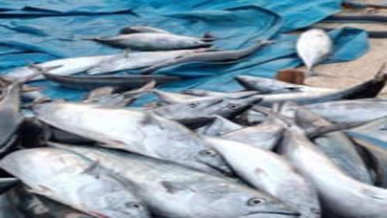 Karadeniz'de palamut bereketi! Kasalar dolusu çıkıyor, tanesi 75 lira