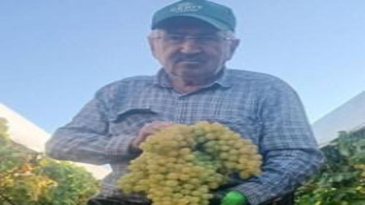 Manisa'da şaşkına çeviren hasat: Dev salkım 5,5 kilogram
