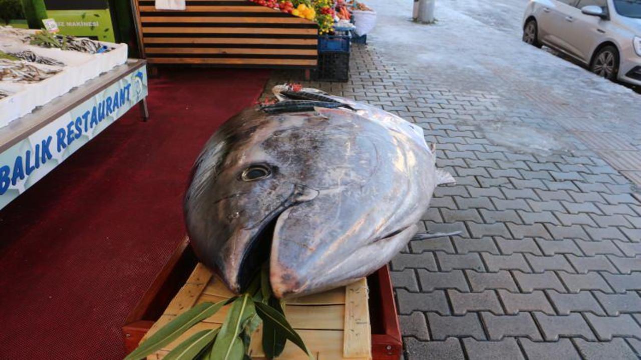 Bir gün arayla ikinci dev av: 353 kiloluk orkinos Samsun'da tezgaha indi