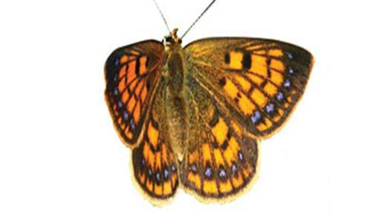 Dişi kelebeğin kanadındaki seks mesajı