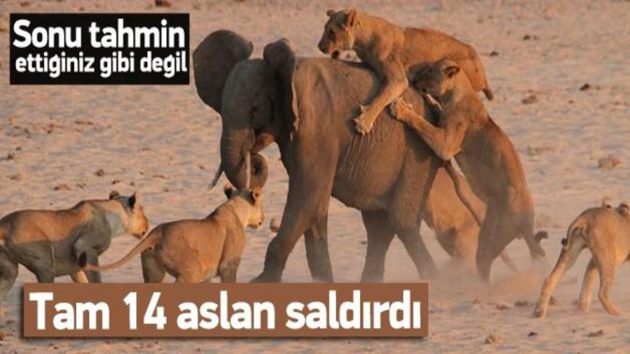 14 aslan yavru fil ile baş edemedi
