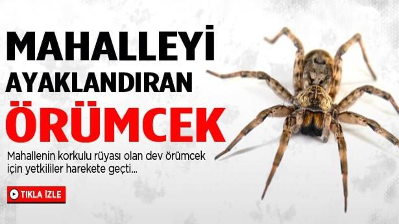 15 santimlik &ouml;r&uuml;mcek g&ouml;renleri korkuttu