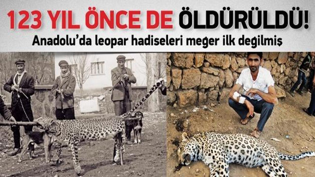 1890 yılında da leopar öldürülmüş!