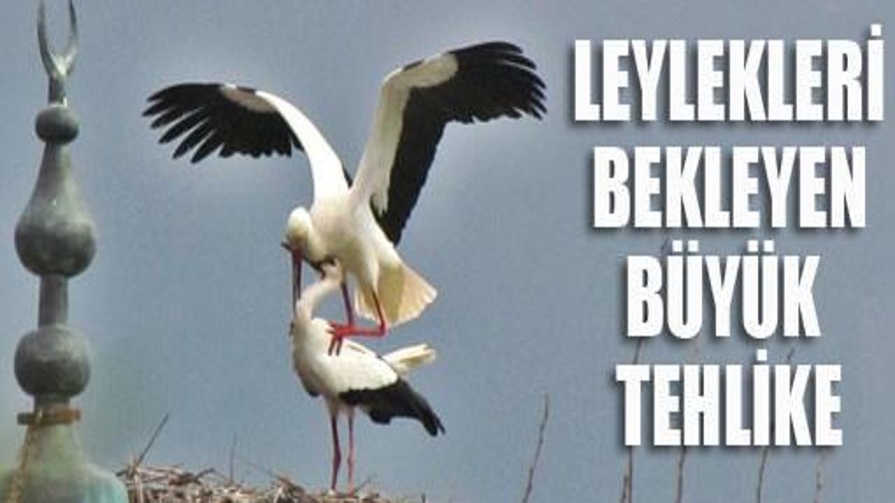 Leylekleri bekleyen büyük tehlike