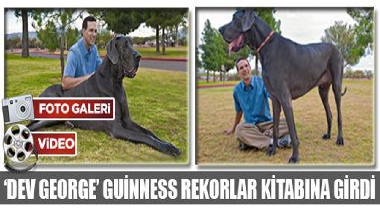 Dünyanın en iri köpeği olarak Guinness'e girdi