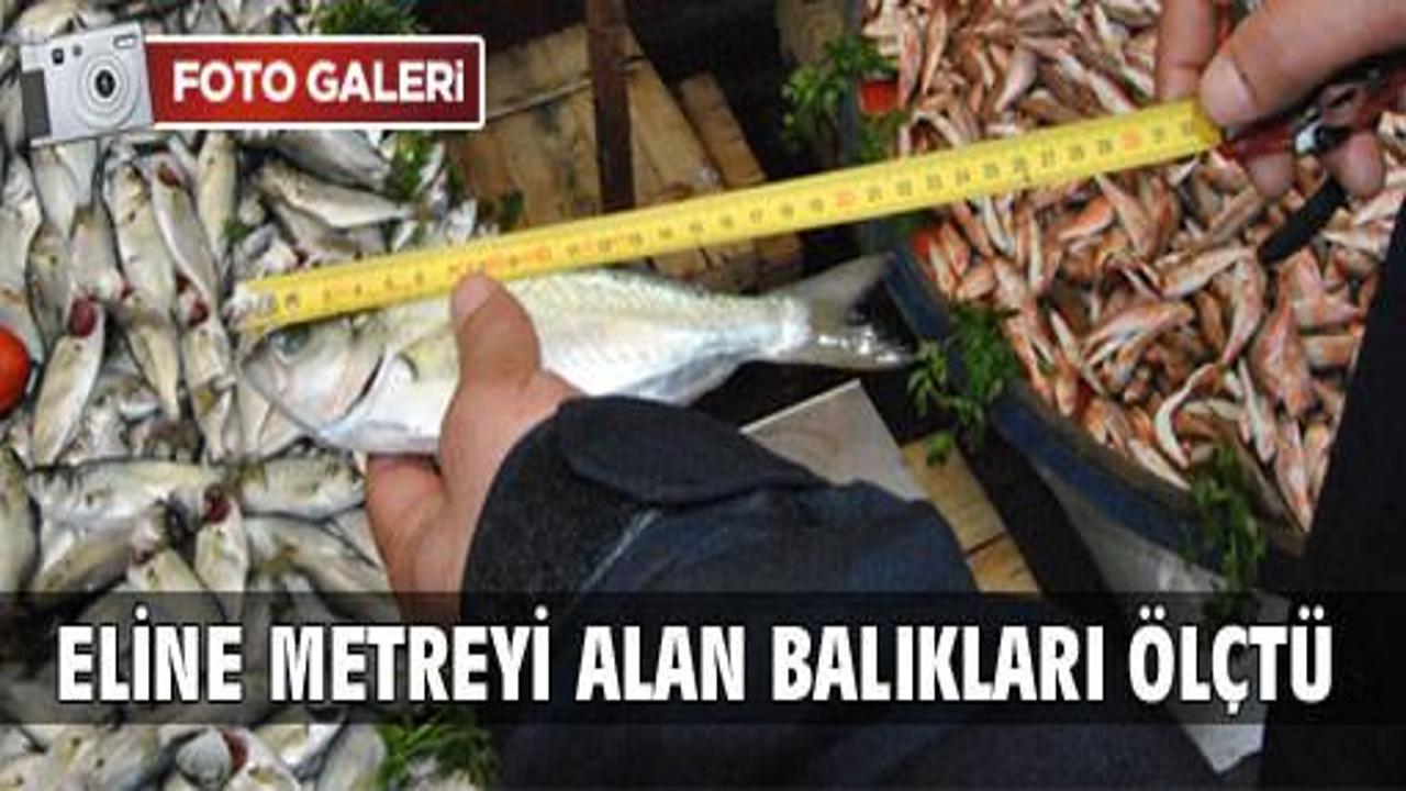 Eline metreyi alan zabıta balıkları ölçtü