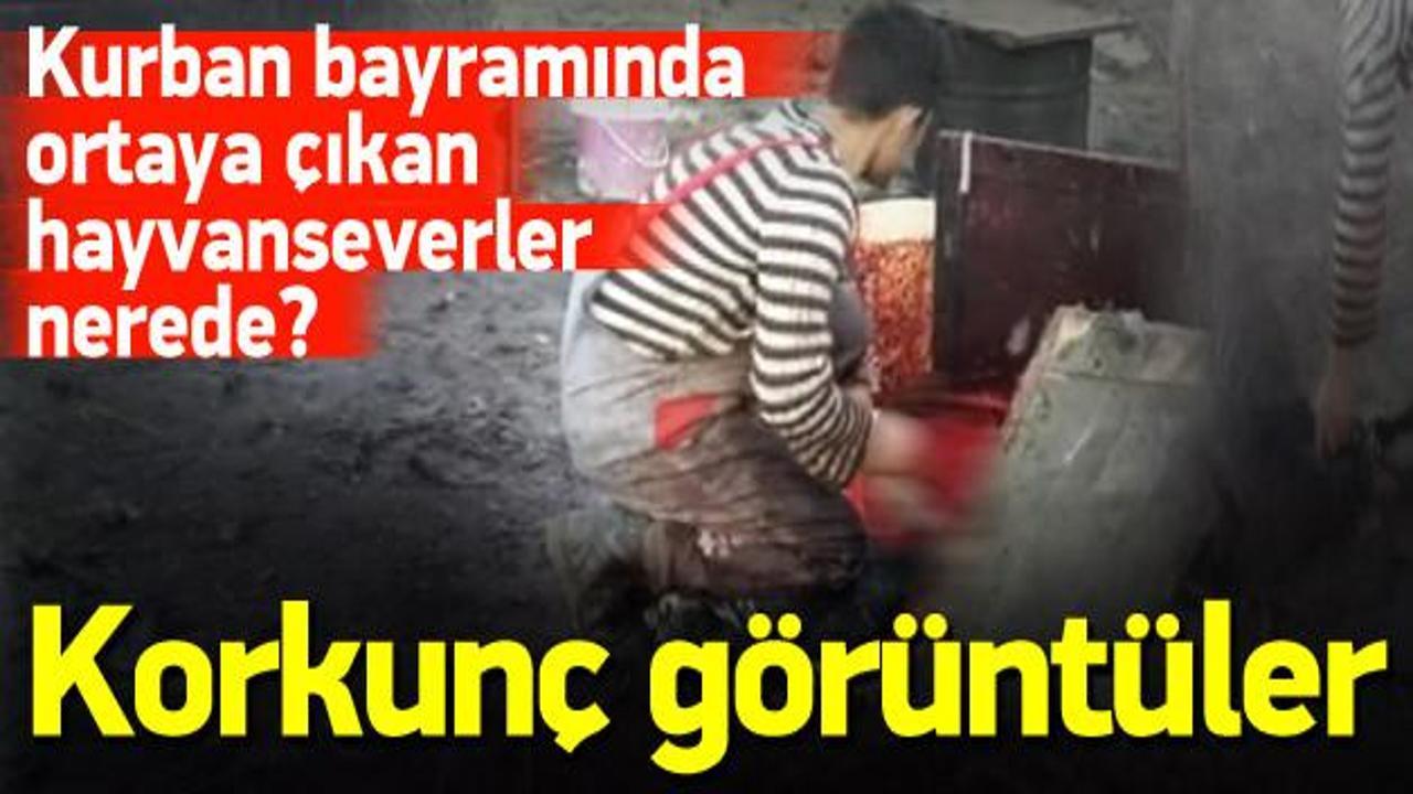 İstanbul'da hindi pazarında vahşet!