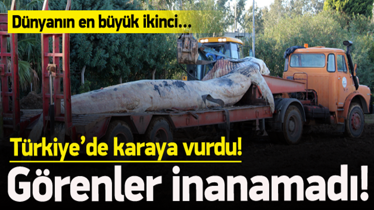 G&ouml;renler inanamadı! T&uuml;rkiye'de karaya vurdu