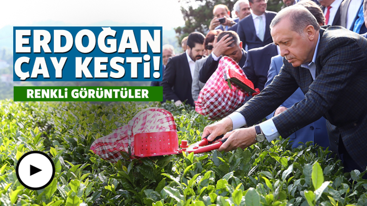 Cumhurbaşkanı Erdoğan &ccedil;ay kesti