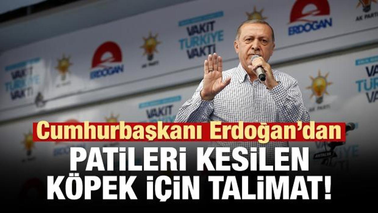 Erdoğan'dan patileri kesilen köpek için talimat!