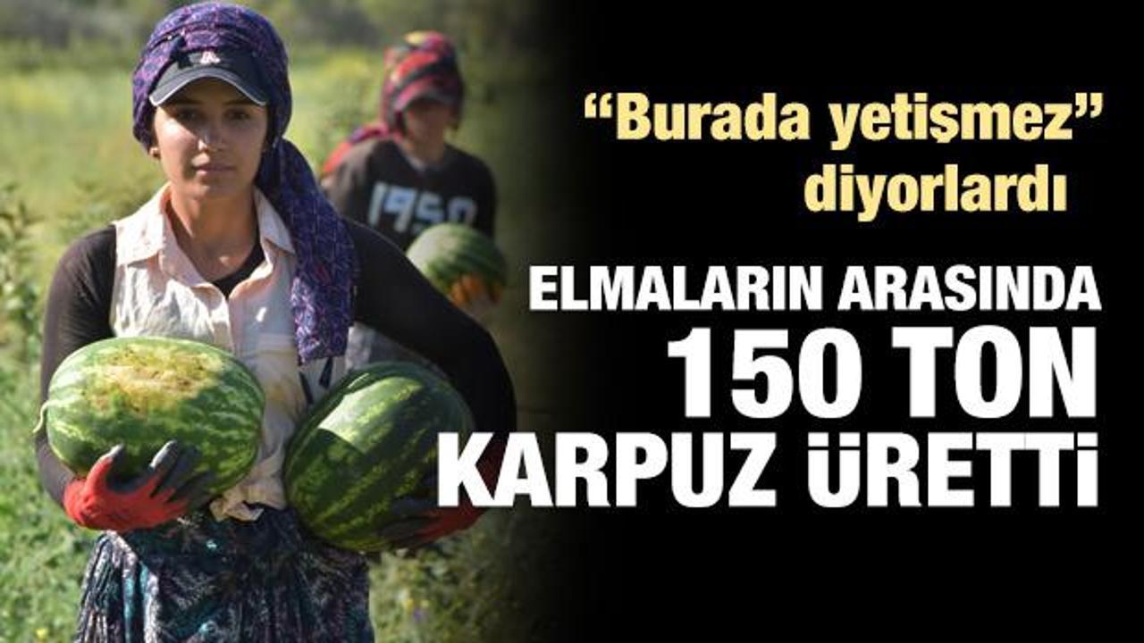 'Yetişmez' denilen Sivas'ta, 150 ton karpuz hasadı