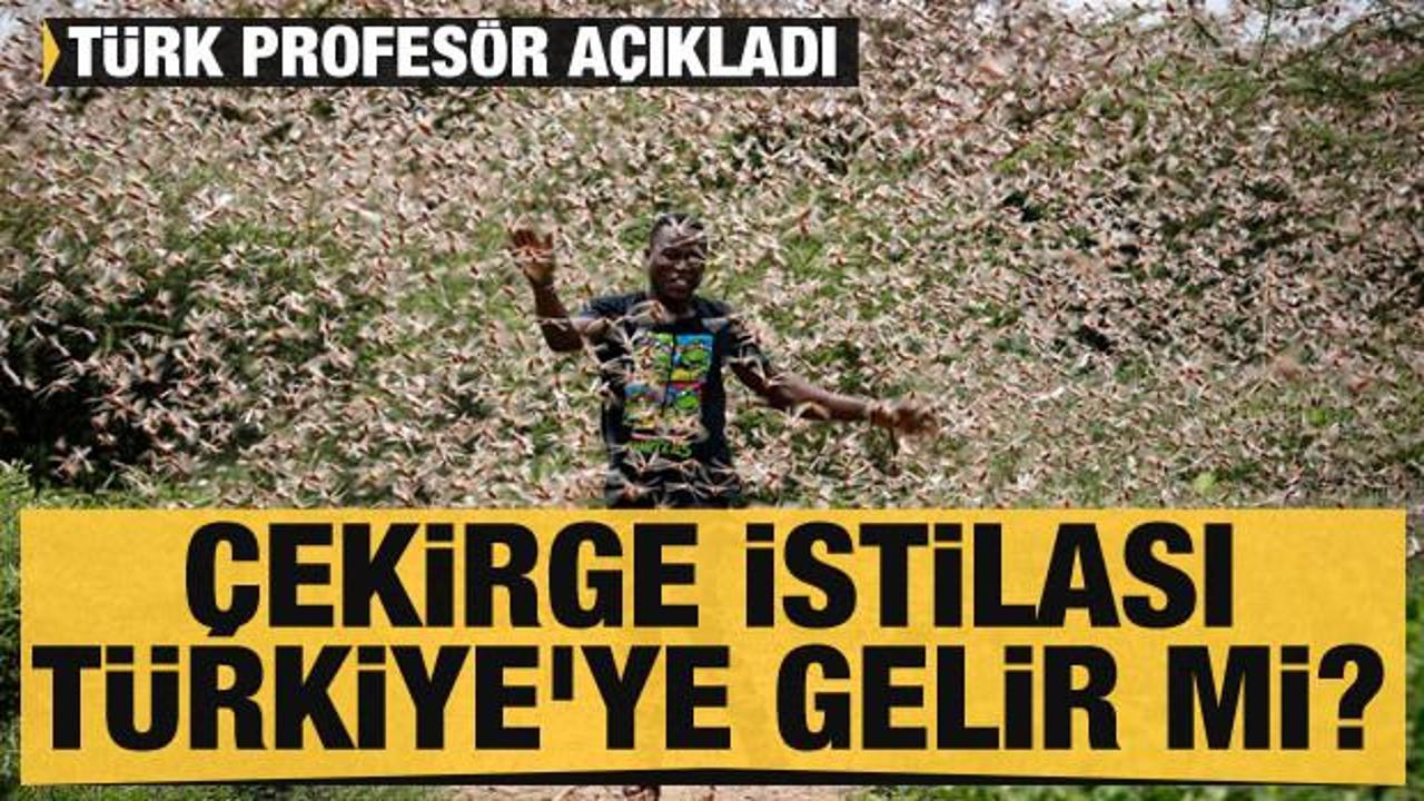 Çekirge istilası Türkiye'ye gelir mi? Türk profesör açıkladı