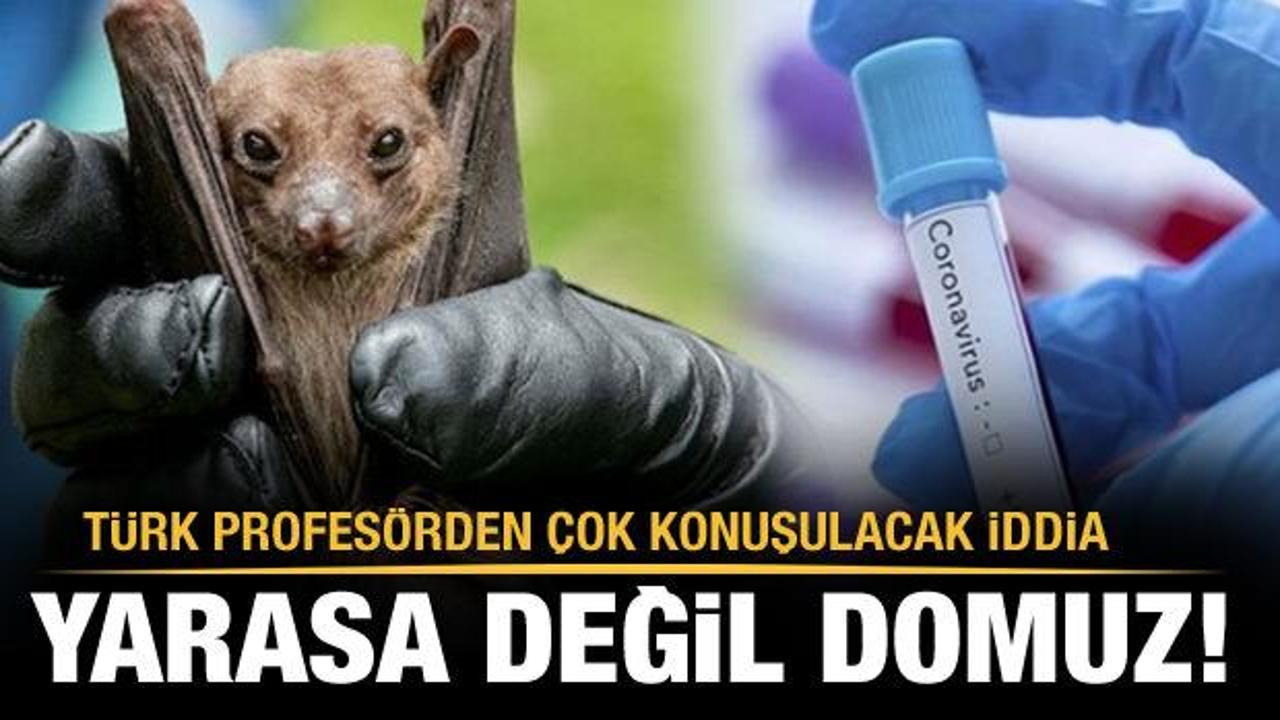 Türk profesörden çarpıcı iddia: Yarasa değil domuz!