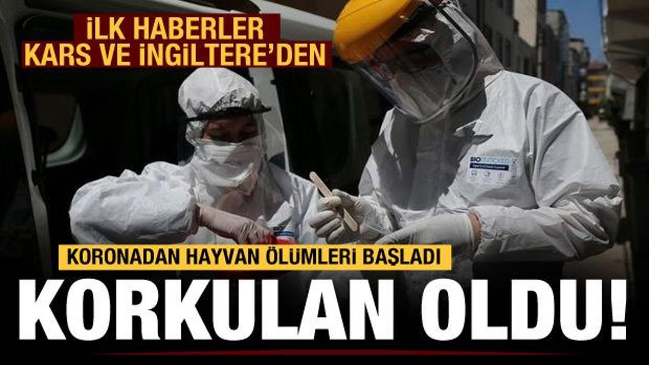 Koronavir&uuml;s hayvanları da &ouml;ld&uuml;rmeye başladı!