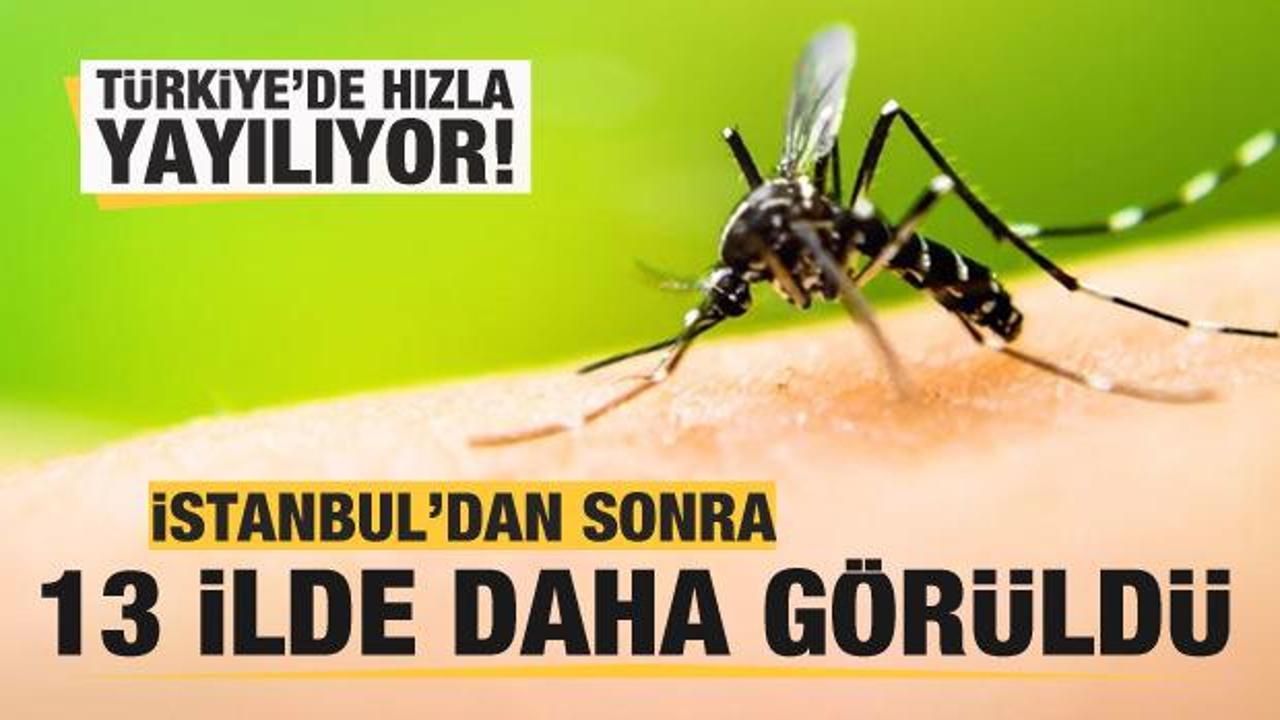 Asya Kaplan Sivrisineği İstanbul'dan sonra 13 ilde daha görüldü