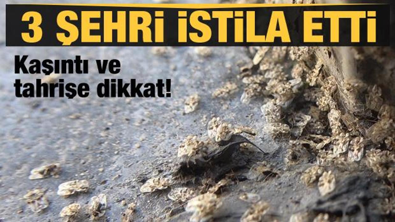Dantel böceği 3 şehri istila etti