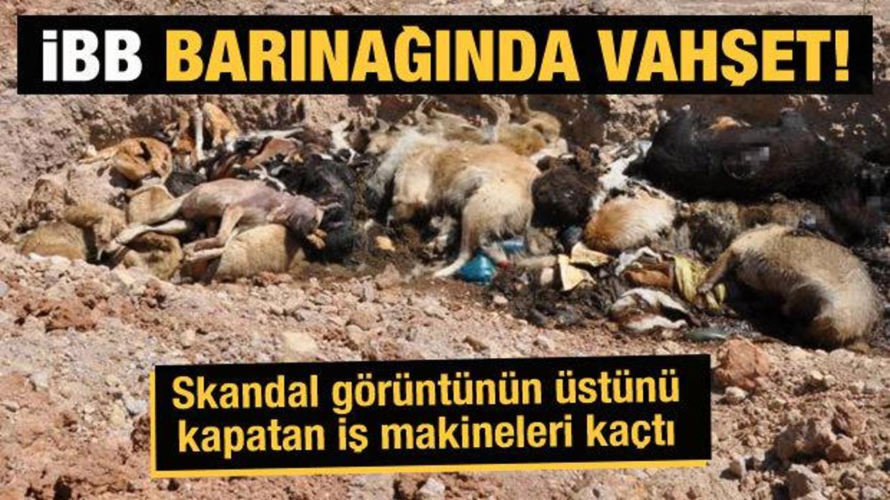 İBB hayvan barınağında vahşet: Çürümeye bırakılmış hayvan cesetleri bulundu