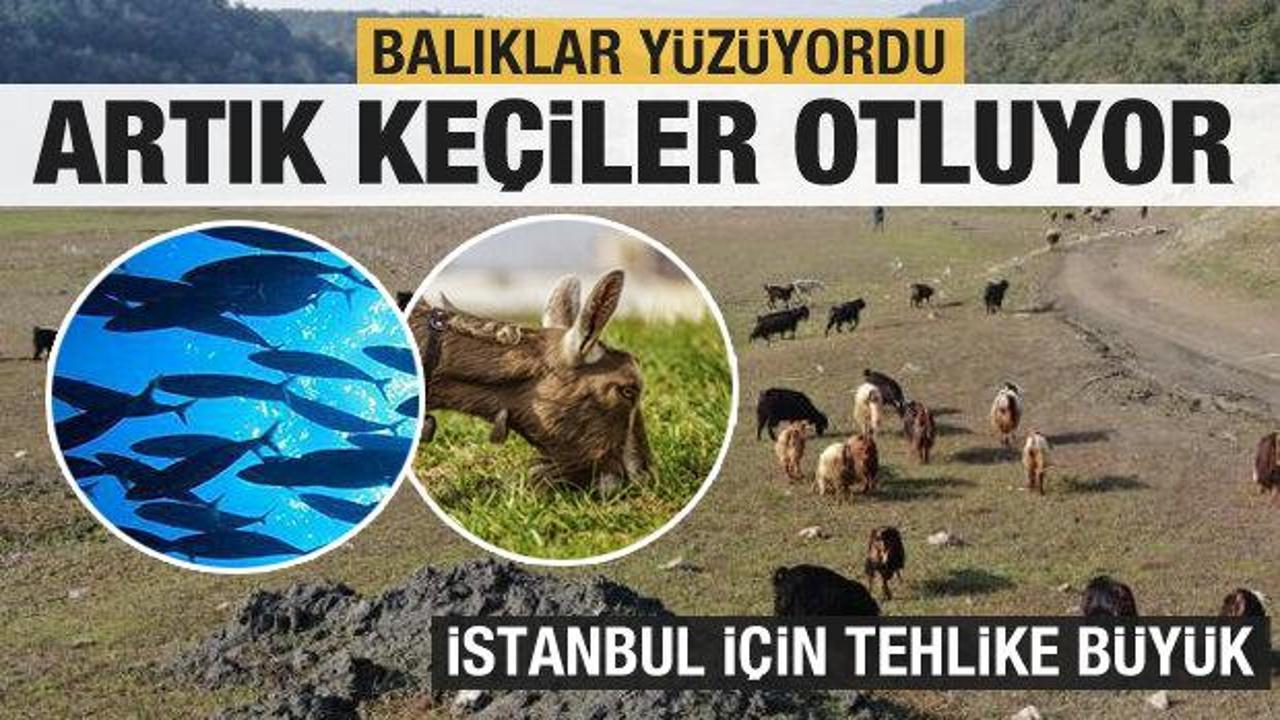 İstanbul için büyük tehlike: Balıklar yüzüyordu şimdi keçiler otluyor