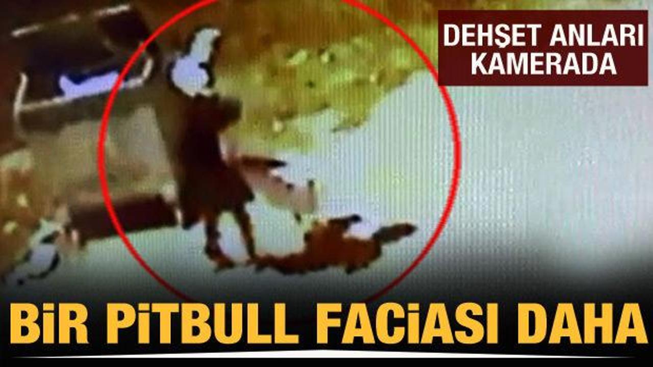 Bir pitbull faciası daha! Denizli'de 13 yaşındaki &ccedil;ocuğu yaraladı