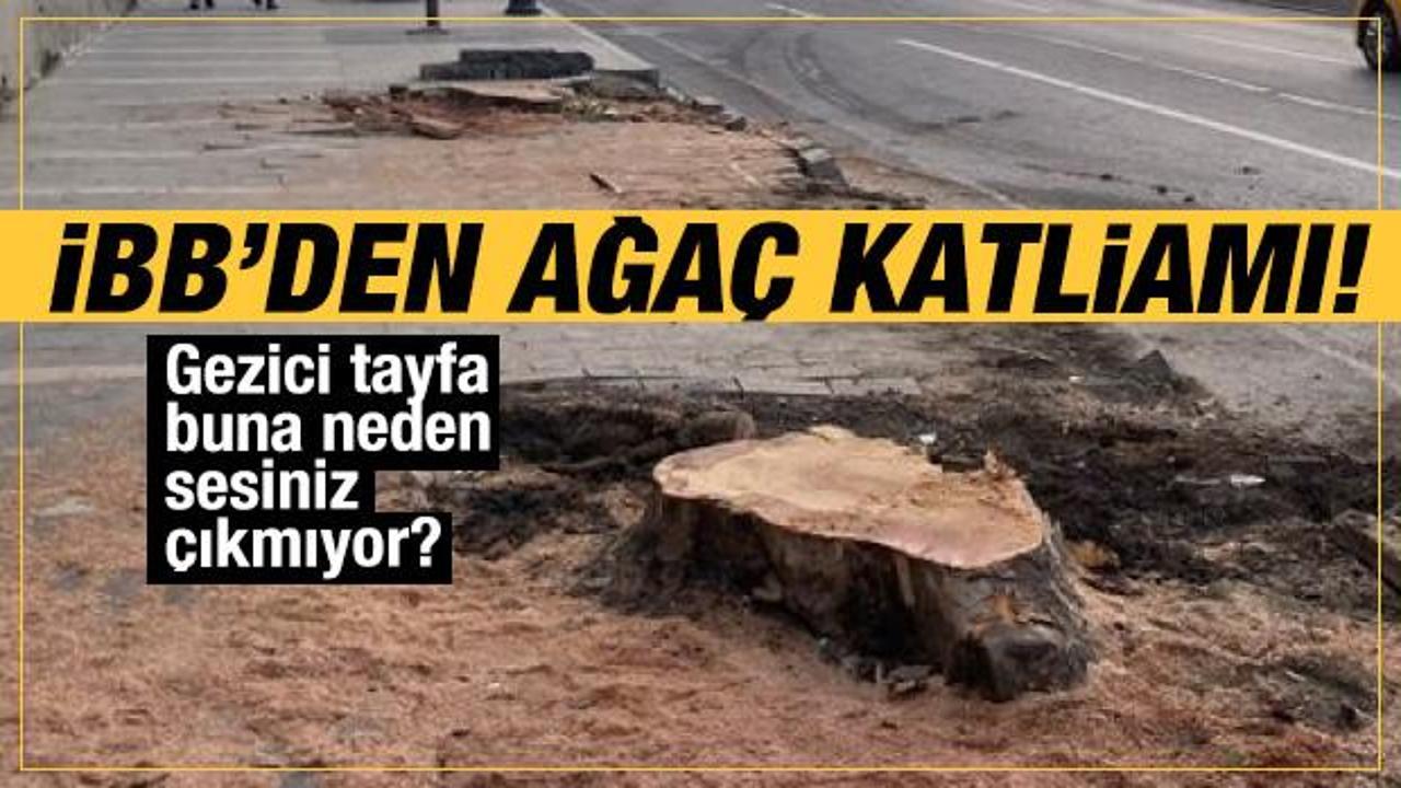 Beşiktaş Çırağan Caddesi'ndeki 112 çınar ağacı İBB tarafından kesildi